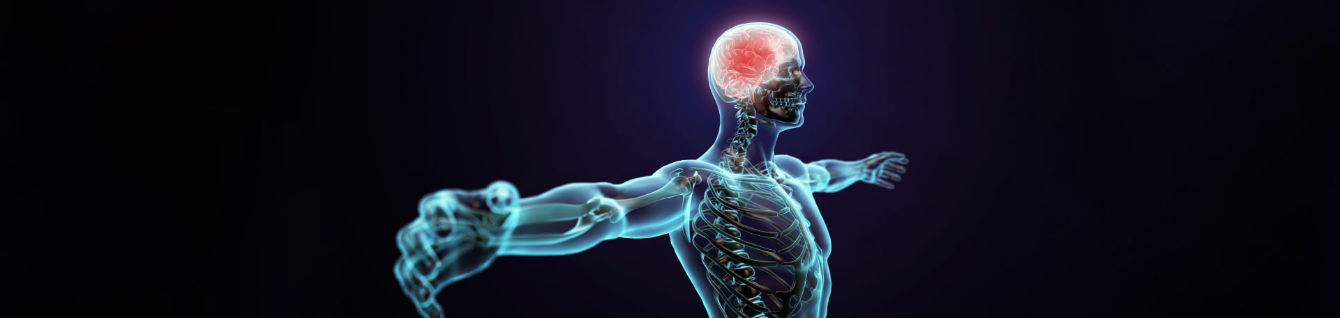 Imagem digital de corpo humano transparente com braços abertos, evidenciando o sistema esquelético e o cérebro iluminado em vermelho.